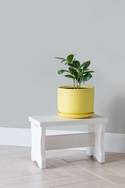 Сучасні зелені рослини фікус в жовтому горщику в кімнаті — стокове фото