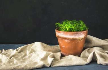 Arugula bitkisi koyu gri arka planda eski bir çömlek içinde. Odanın iç kısmı İskandinav tarzında. Boş bir duvar ve kopyalayacak bir yer