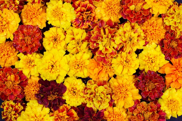 Flores Caléndula Son Color Rojo Amarillo Naranja Fondo Marco Para Imagen de stock