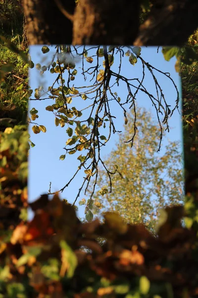 Spiegel Der Der Nähe Des Baumes Auf Dem Land Steht — Stockfoto