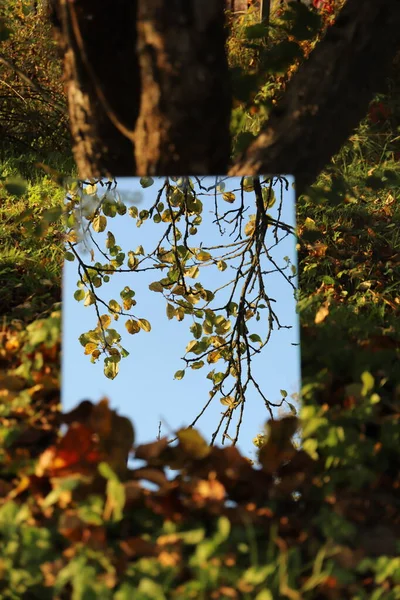 Spiegel Der Der Nähe Des Baumes Auf Dem Land Steht — Stockfoto