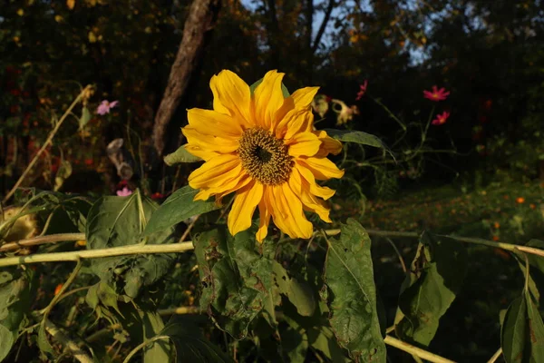 Närbild Foto Blomma Landsbygden — Stockfoto