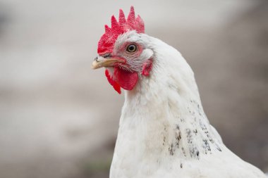 Beyaz ve kırmızı tavuk yaklaş. Beyaz tavuk kafası yakın mesafeden.