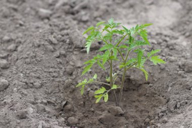 Genç bir domates filizlenir açık zeminde.