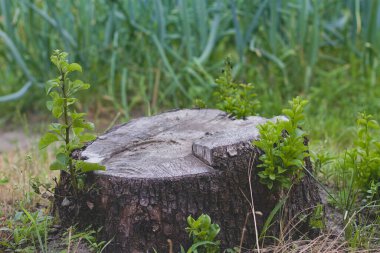 Genç filizleri olan yaşlı bir kütük. Armut ağacının küçük filizleri eski bir kütükten büyür..