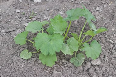 Genç kabak filizleri bahçede yetişiyor..