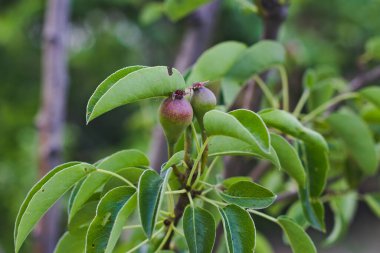 Yeşil yapraklı ve taze meyveli armut ağacı dalı