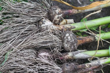 Bir avuç sarımsak kafa. Hasat.