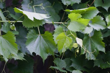Yeşil üzüm yaprakları.