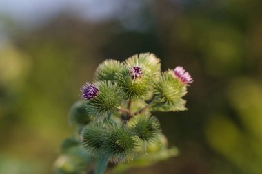 Tıbbi bitki dulavratotu (Arctium lappa, Greater burdock) kapat.