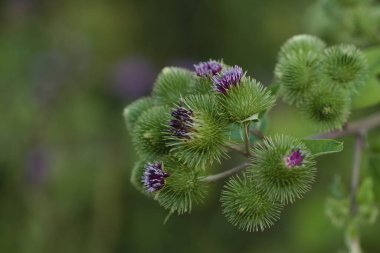 Tıbbi bitki dulavratotu (Arctium lappa, Greater burdock) kapat.