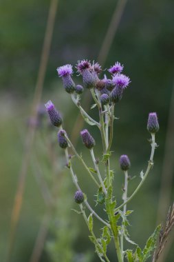 Çayırda mor bataklık devedikeni çiçeği