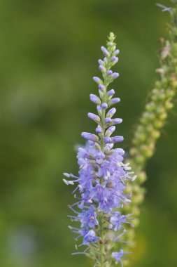 Lupinus angustifolius, çayırdaki mavi lupin..
