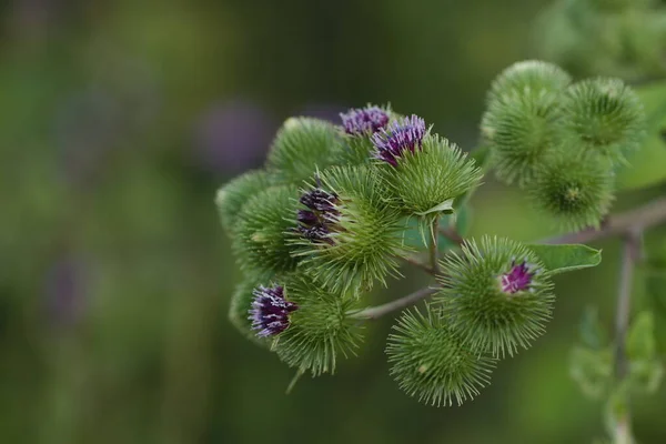 Bardane Des Plantes Médicinales Arctium Lappa Bardane Géante Gros Plan — Photo