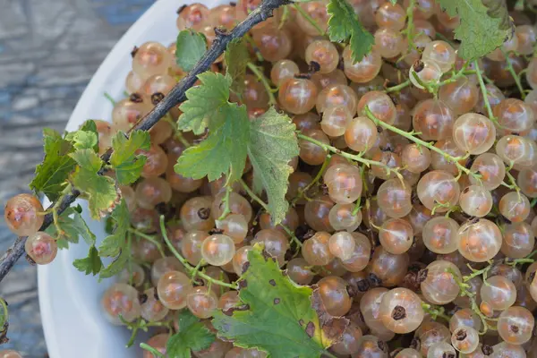 Close Bowl Full Fresh White Currant Berries — Stock Photo, Image