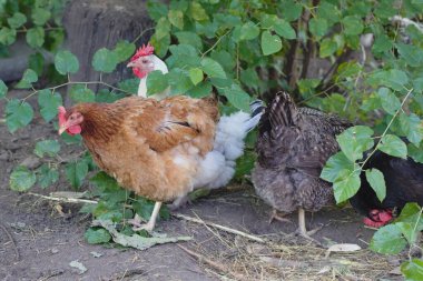 Kümes hayvanları bahçesinde bir tavuk sürüsü