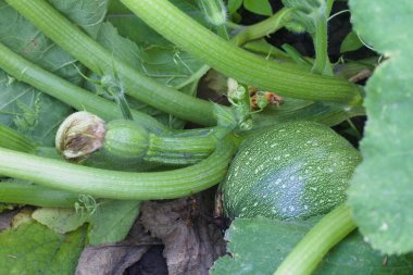 Bahçe yatağında yerdeki yeşil, genç balkabağı. kabak çalısı bahçede yetişir.