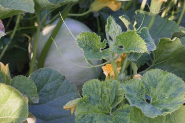 Bahçedeki yeşil yaprakların arasında bir balkabağı. sebze doğada yerde yatar. Hasat et 