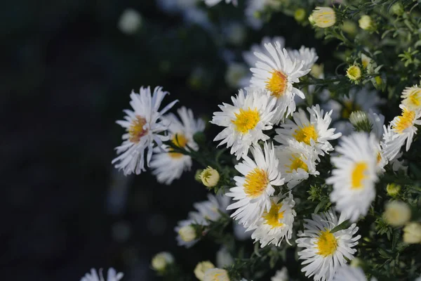 White Chrysanthemums Garden Close Cute White Flowers Background Dark Green — Stock Photo, Image