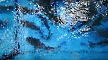 Restoran akvaryumunda yapay olarak yetişmiş sazan balığı..