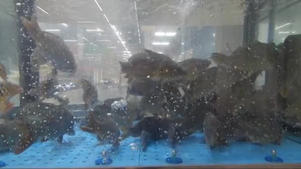 Живой карп в аквариуме в магазине — стоковое видео