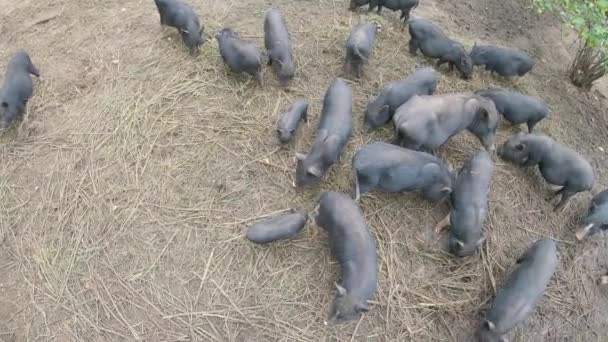 Mini cochons noirs dans les terres agricoles — Video