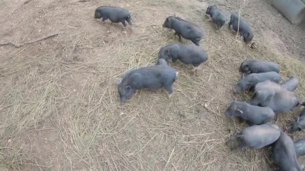 Small, black piglet sucks milk from a sow — Stock Video