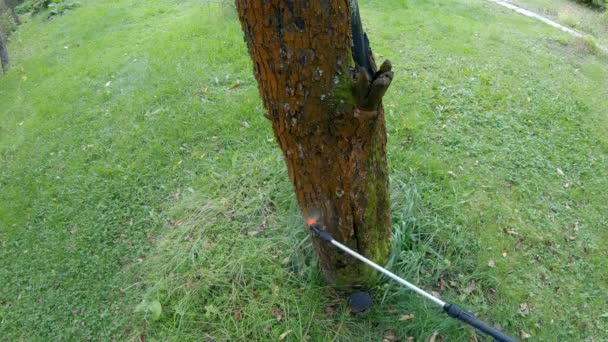 Tratamiento de árboles de jardín con pesticidas e insecticidas — Vídeo de stock