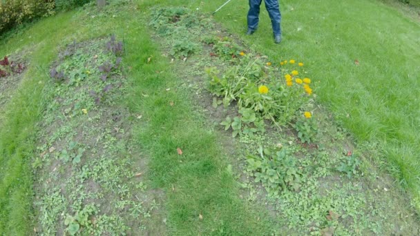 Tratamiento de bayas y cultivos con pesticidas — Vídeos de Stock