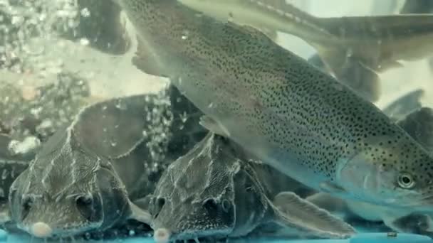 Les poissons esturgeons nagent dans un aquarium de supermarché — Video