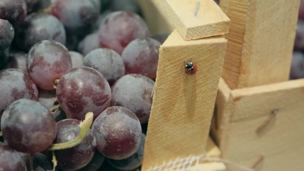 Red grapes in wooden boxes and a ladybug in the girl palm — Stock Video