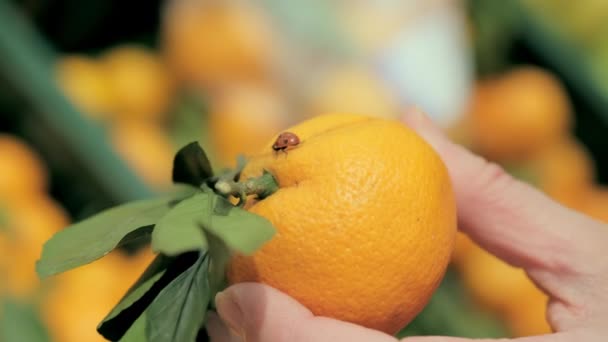 Zitrusfrüchte in Frauenhand. Marienkäfer krabbelt auf Mandarinenfrucht — Stockvideo