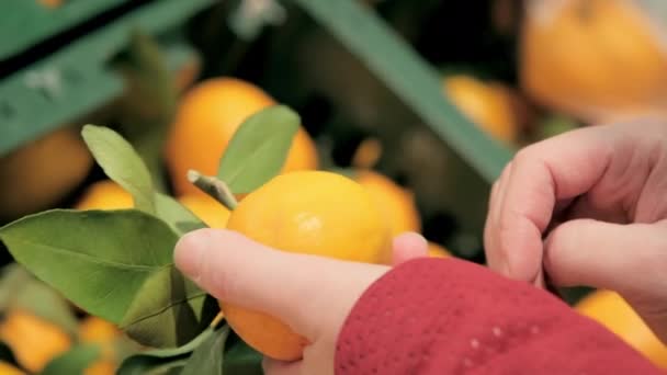 Frau wählt Mandarinen im Laden. Nahaufnahme — Stockvideo