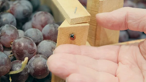 Raisins rouges dans des boîtes en bois et une coccinelle, palmier fille — Photo