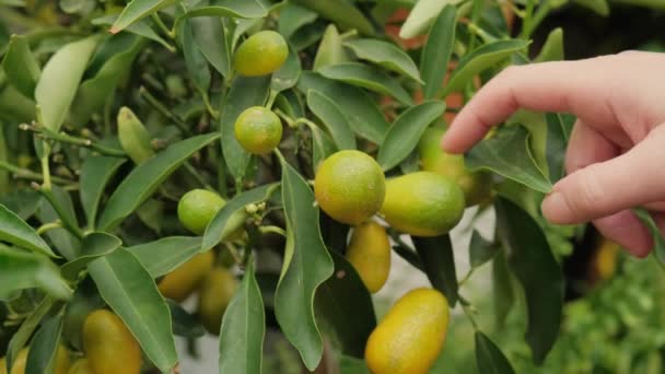 Meisje hand raakt groene vruchten van Mexicaanse kalk — Stockvideo