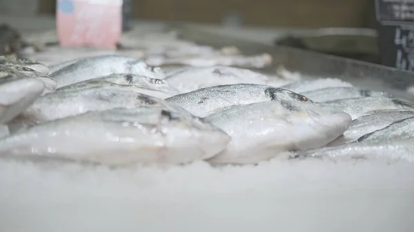 Pesce fresco e refrigerato Dorada Golden sul bancone del negozio — Foto Stock