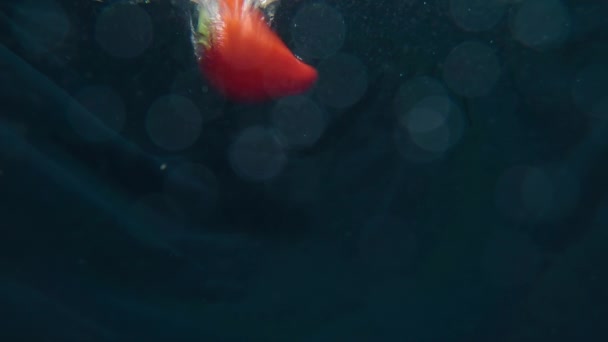 Paprika slowly dives under the water. Concept of healthy nutrition and vitamins — Stock Video
