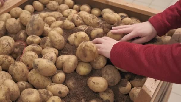 Dívka farmář klade čerstvé brambory na pult. Natočeno zblízka — Stock video