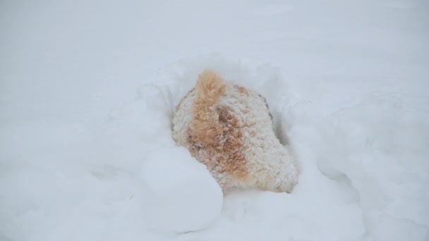 Фокс-терьер играет в глубоком снегу, пытаясь выкопать что-то из снежных заносов — стоковое видео