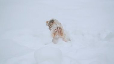 Fox Terrier oyunun kokusunu aldı ve onu karın altından çıkarmaya çalışıyor.