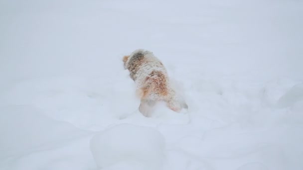Fox Terrier har doftat spelet och försöker få ut det under snön — Stockvideo