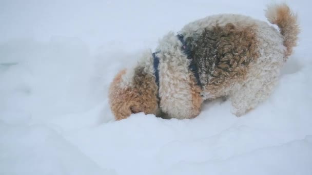 Fox Terrier ucítil zvěř a snaží se ji vyhrabat zpod sněhu. — Stock video