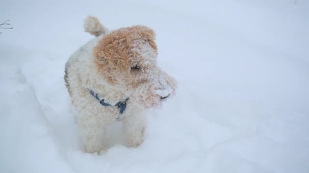 Kıvırcık saçlı tilki teriyeri. Av köpeğinin rengi kırmızıyla beyazdır. Çok kar var. — Stok video