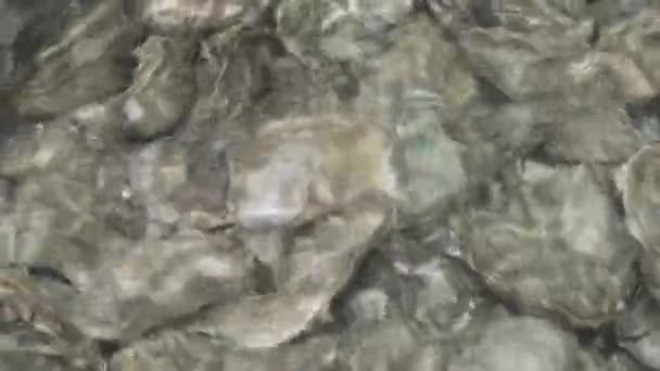 Frische, lebende Austern unter Wasser auf der Theke eines Fischgeschäfts — Stockvideo