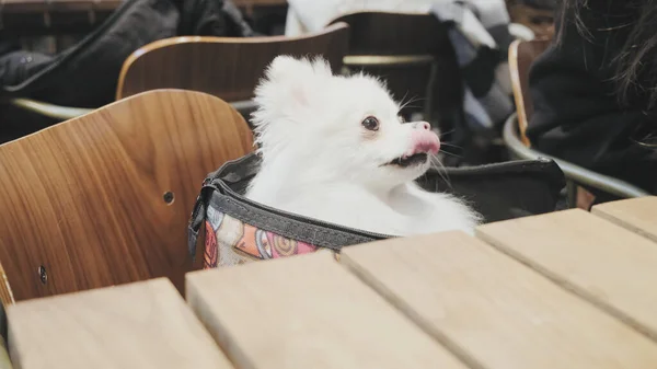 Branco pequeno Spitz alemão ou cão da Pomerânia espreita fora da bolsa senhora na cafetaria — Fotografia de Stock