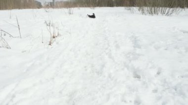 Border collie puppy yüzük oyuncağı atıyor ve köpek peşinden koşuyor. Karların üzerine oyuncak koyar