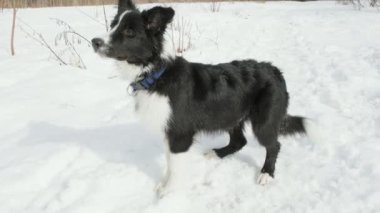 Border Collie yavrusu mor oyuncağı yakalıyor. Kışın, dışarısı buz gibi.
