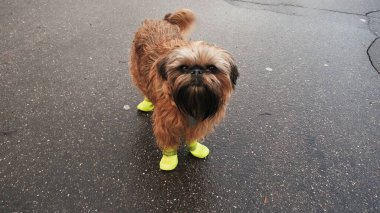 Sarı lastik çizmeli Belçikalı Griffon köpeği