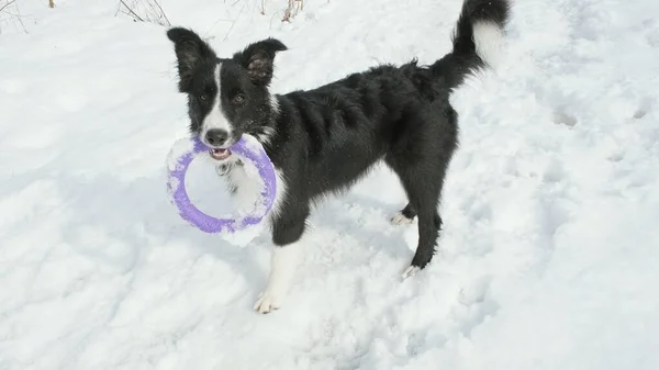 Rand collie puppy staande met een frisbee ring tussen de tanden — Stockfoto