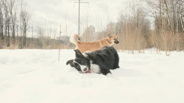 Dwa psy rasy Border Collie i kundel. Zima na ziemi jest śnieg. — Zdjęcie stockowe